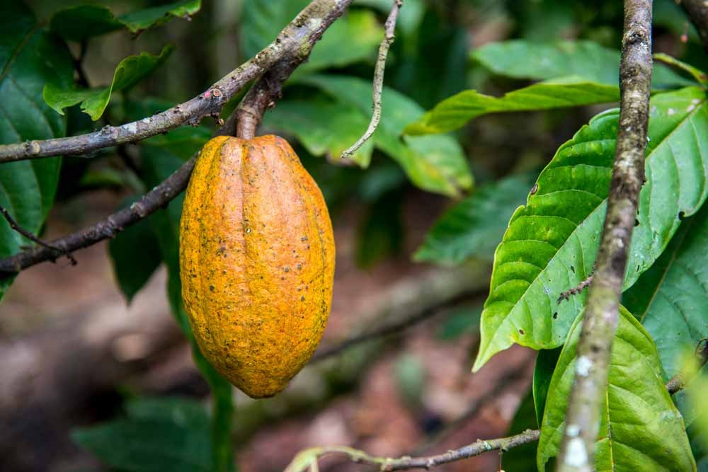 Cocoa tree branch.